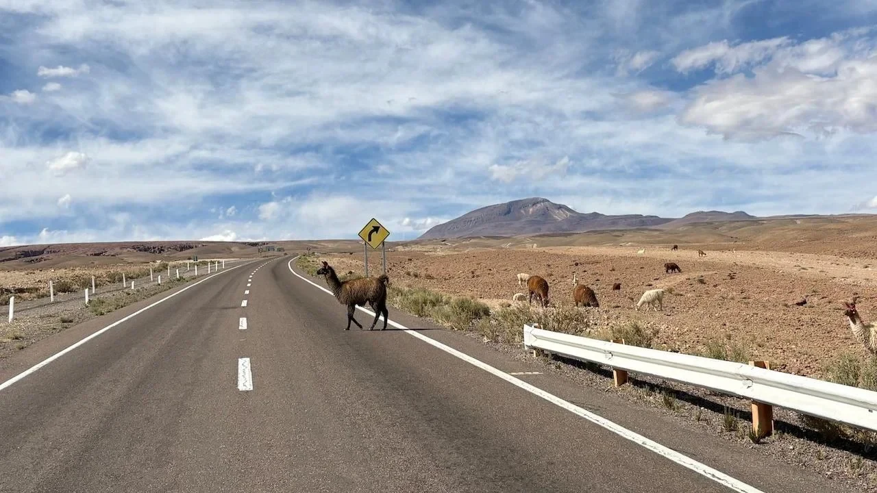 Lamas in the road